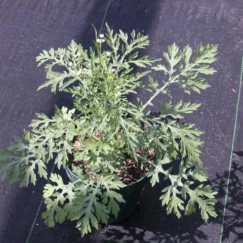 thumbnail for publication: Use of Glyphosate and Herbicide Alternatives for Weed Control in Florida Landscape Planting Beds